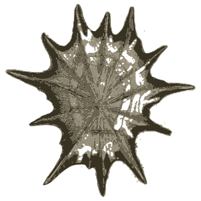 Spined star shell - A Manual of the Mollusca - 1851
