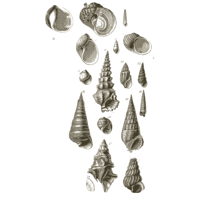 Sheet of spire and snail shells - A Manual of the Mollusca - 1851
