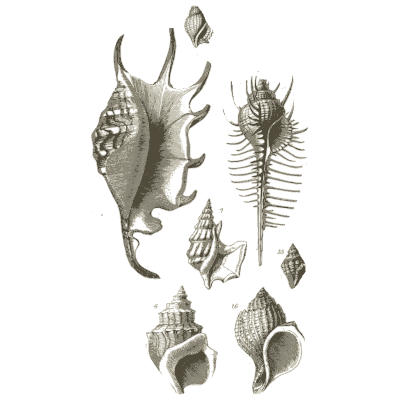 Spider conch and murex shells - A Manual of the Mollusca - 1851