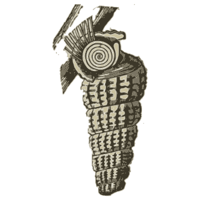 Turret shell with a worm shell - A Manual of the Mollusca - 1851