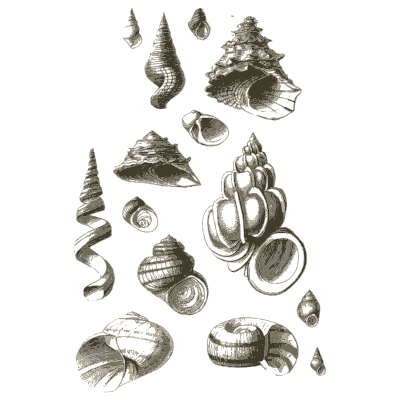 Sheet of snail and top shells - A Manual of the Mollusca - 1851