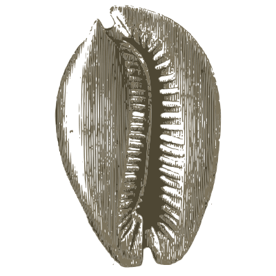 Ribbed whelk shell 11 - A Manual of the Mollusca - 1851
