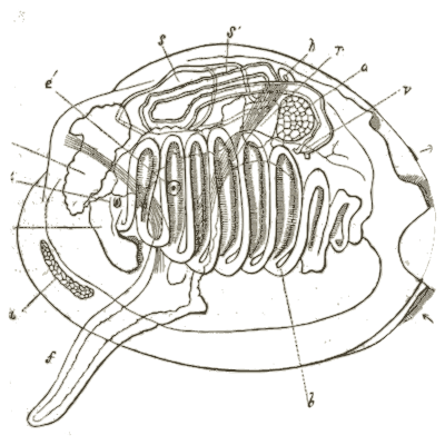 Bivalve anatomy with coiled gut - A Manual of the Mollusca - 1851
