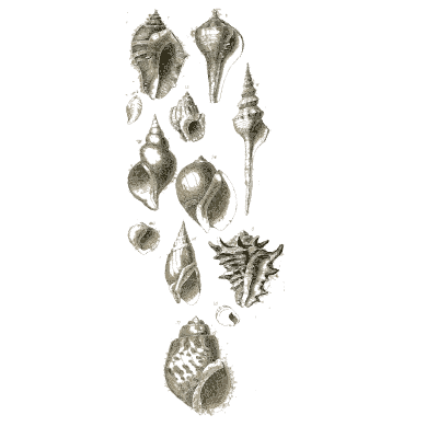 Sheet of whelks and spindle shells - A Manual of the Mollusca - 1851