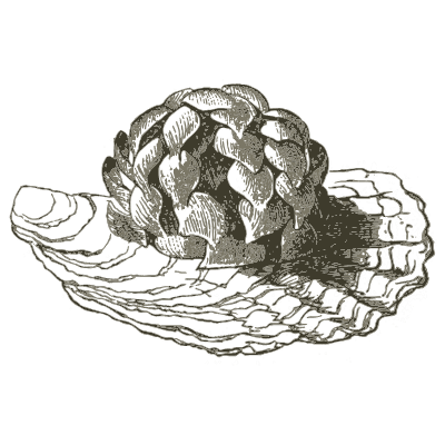 Oyster with encrusted growth - A Manual of the Mollusca - 1851