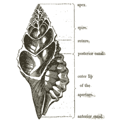 Labelled spindle shell - A Manual of the Mollusca - 1851