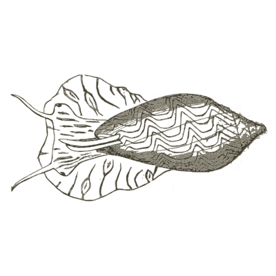 Snail with a patterned mantle - A Manual of the Mollusca - 1851
