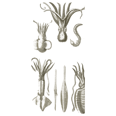 Octopus and squids - A Manual of the Mollusca - 1851