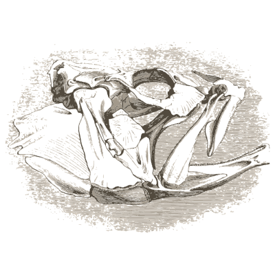 Fish skull bones - A History of British Fishes - 1841