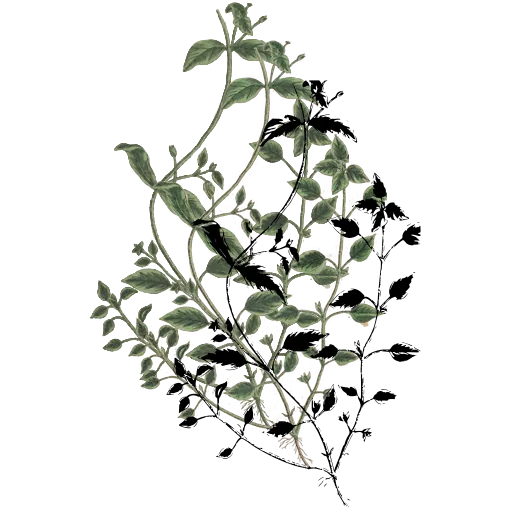 Trailing sprig with small leaves