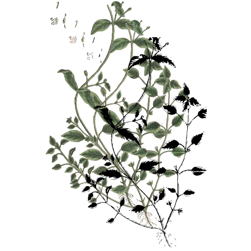 Trailing sprig with small leaves