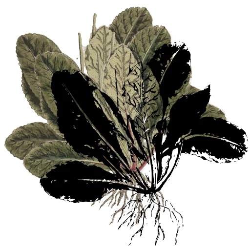 Rooted leaf rosette