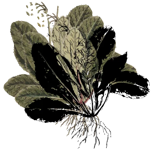 Rooted leaf rosette