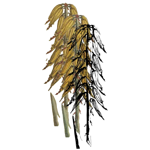 Hooded flower spike