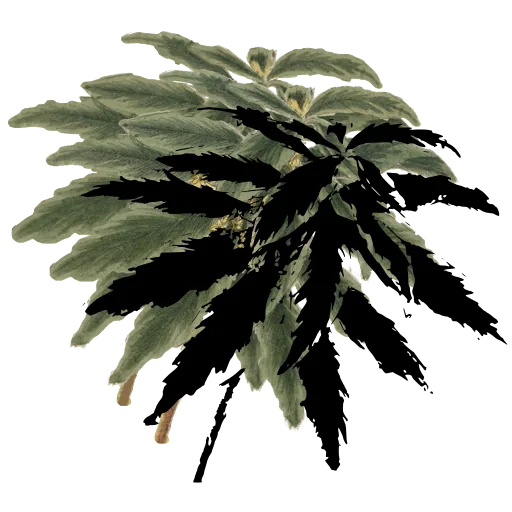 Hemp leaf