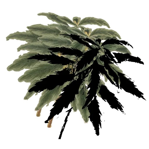 Hemp leaf