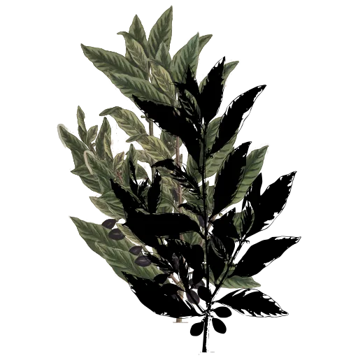 Leafy branch 01