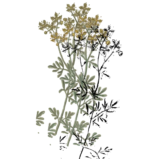 Umbel with feathery leaves