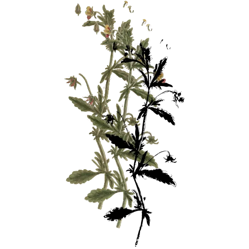 Slender flowering spike
