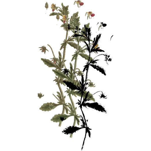 Slender flowering spike