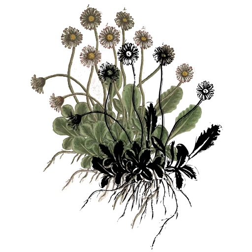 Daisy plant with root