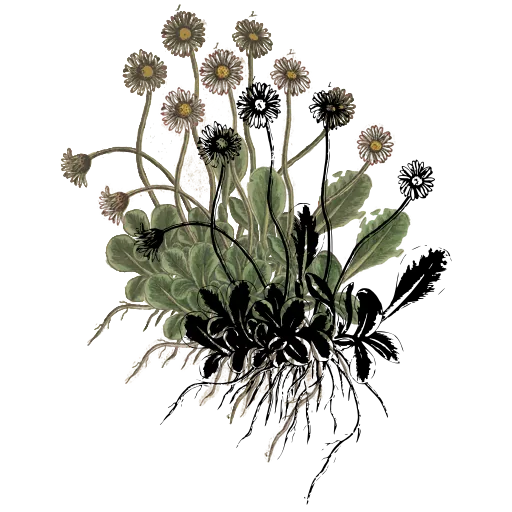 Daisy plant with root
