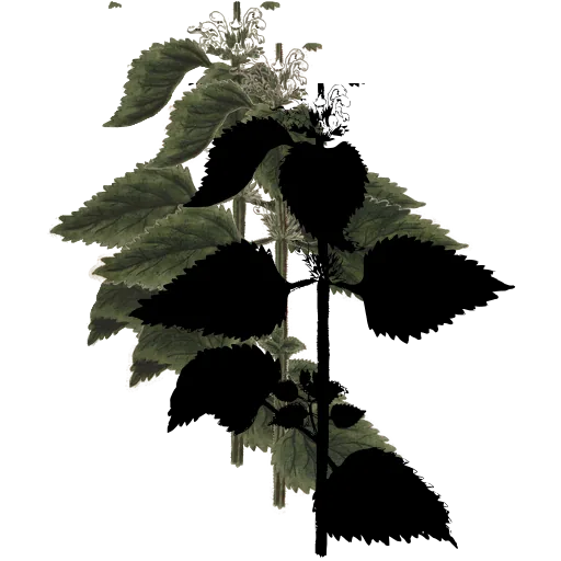 Nettle stem