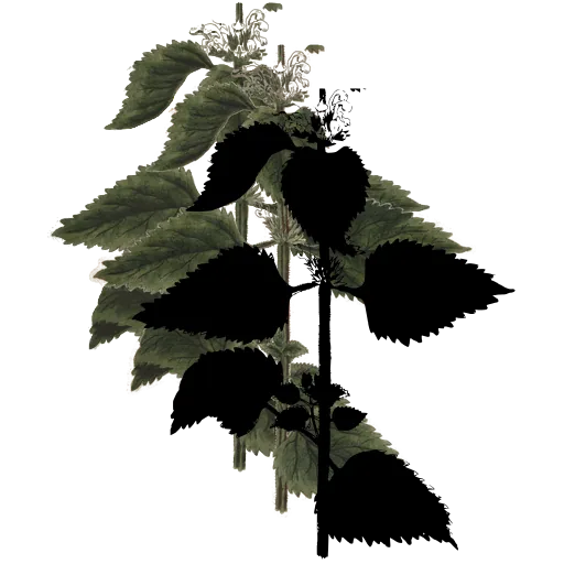 Nettle stem