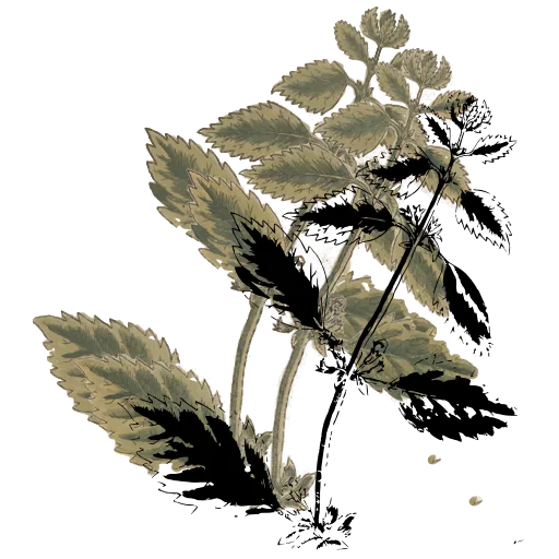 Toothed-leaf herb in flower