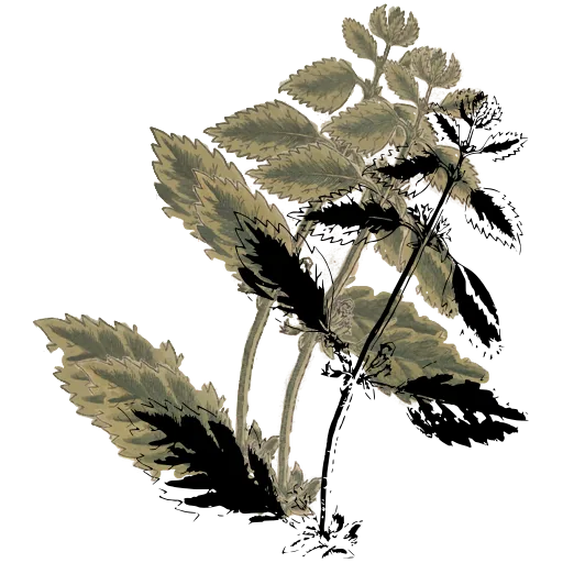 Toothed-leaf herb in flower