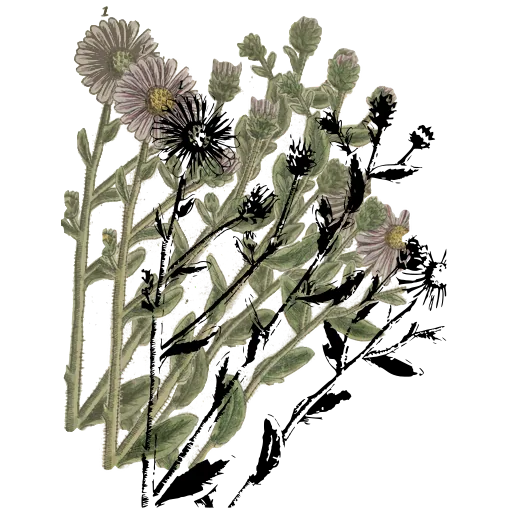 Daisy-flowered spray