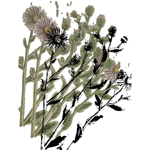 Daisy-flowered spray