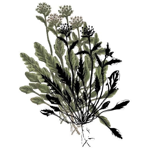 Lobed-leaf rosette with flower stalks