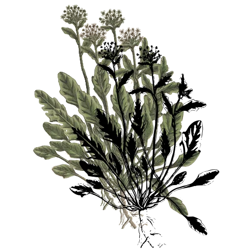 Lobed-leaf rosette with flower stalks