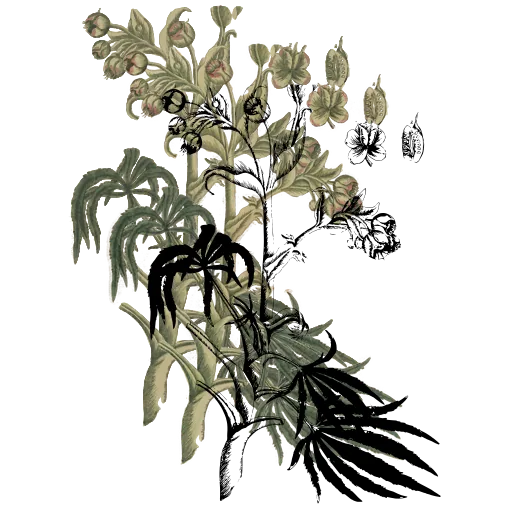 Bellflower stem with pods
