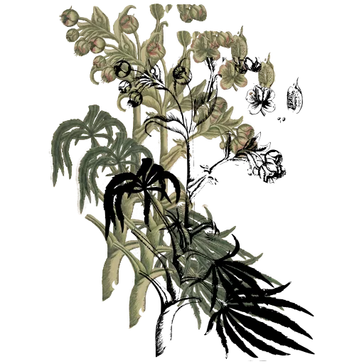 Bellflower stem with pods