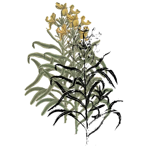 Narrow-leaved flowering stem