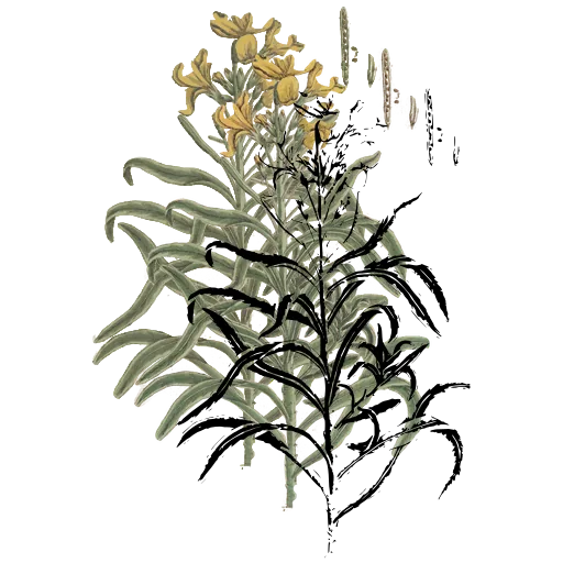 Narrow-leaved flowering stem