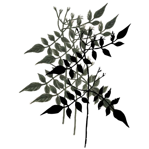 Paired-leaf sprig