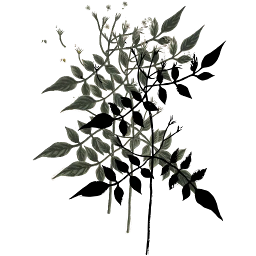 Paired-leaf sprig