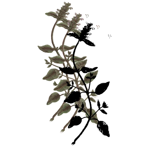 Opposite-leaved herb