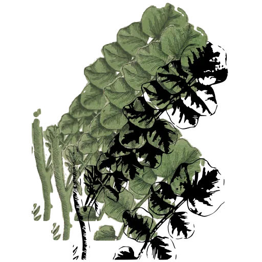 Lobed leaves on a stem