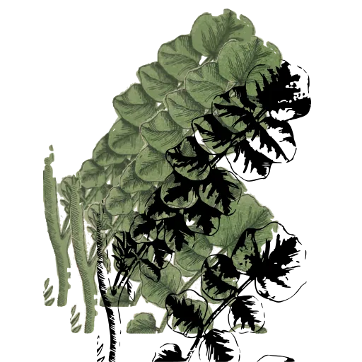 Lobed leaves on a stem