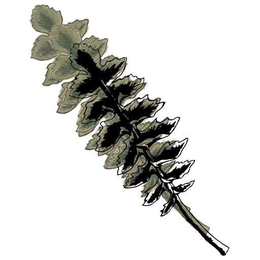 Pinnate leaf