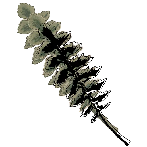 Pinnate leaf