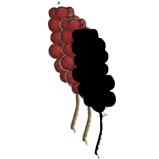 Solid seed head
