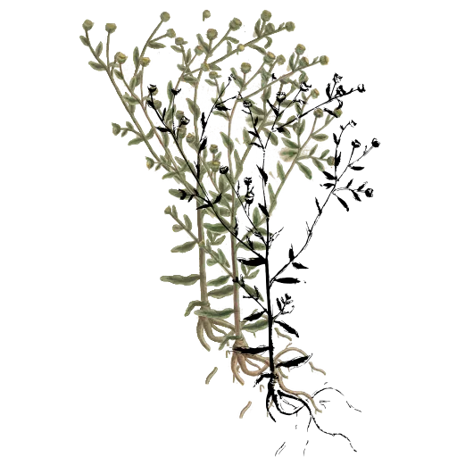 Rooted stem with seed pods