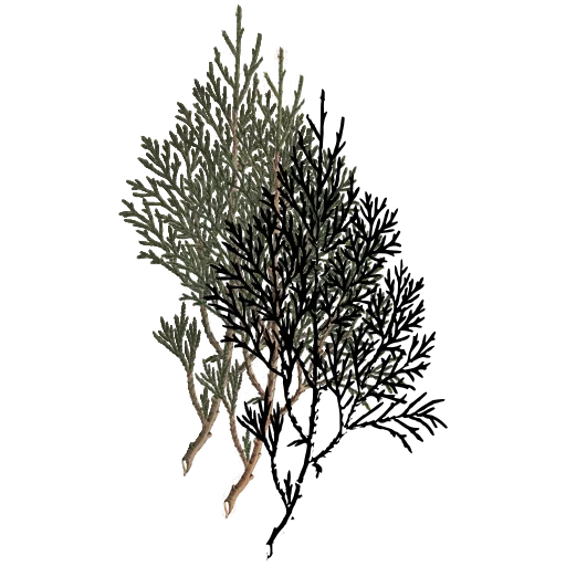 Feathery foliage sprig