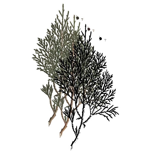 Feathery foliage sprig