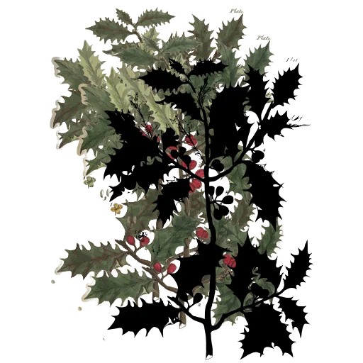 Holly sprig with berries